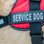 emotional-support-dogs-for-veterans-companionship-and-healing