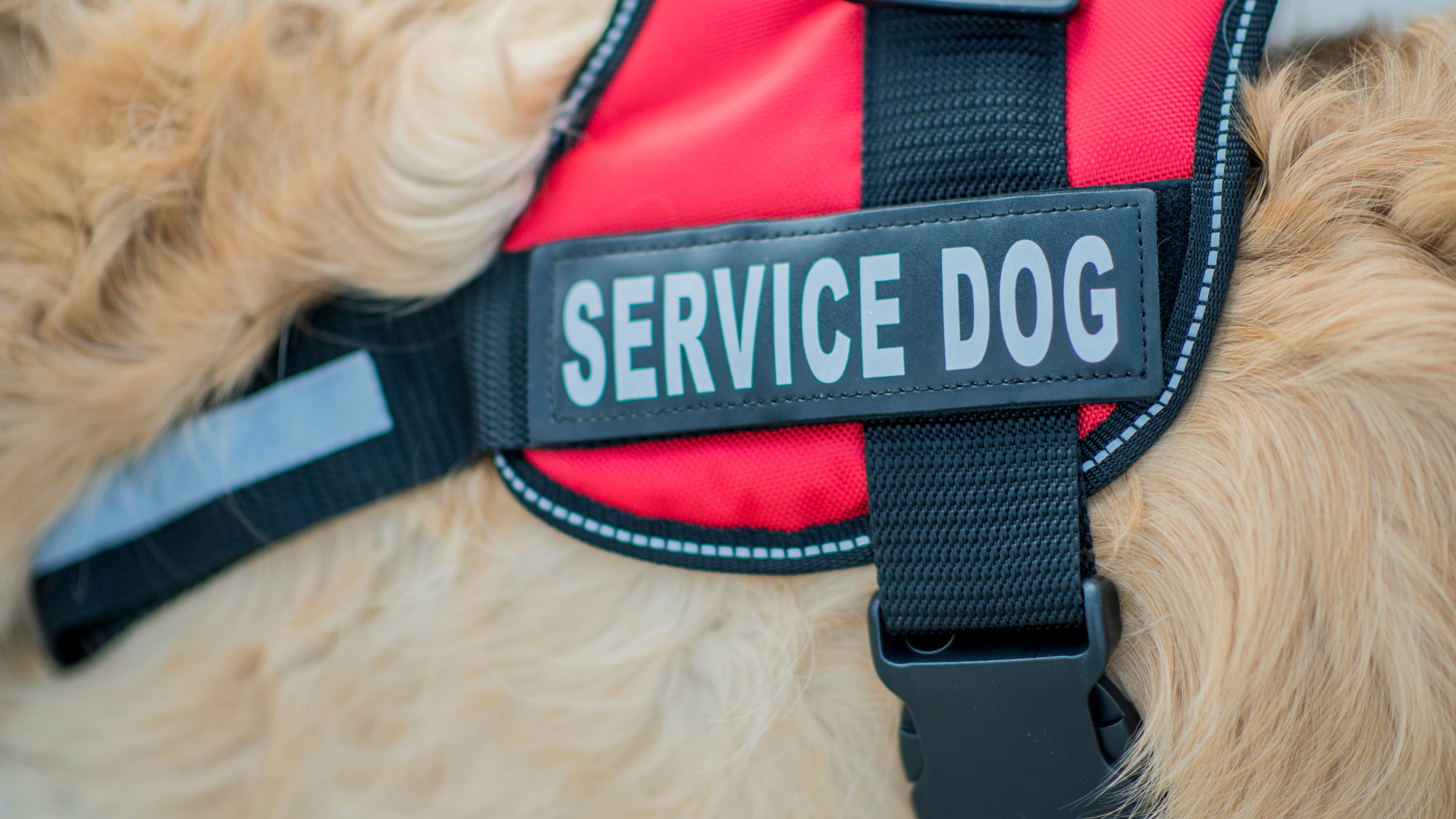 emotional-support-dogs-for-veterans-companionship-and-healing